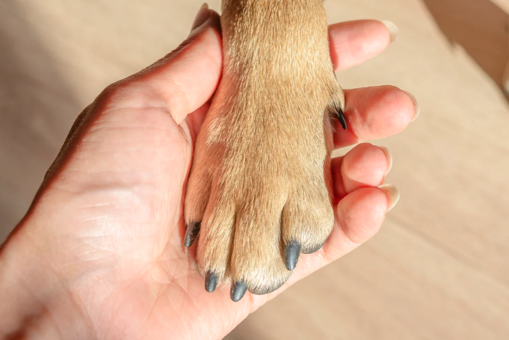 Tiere